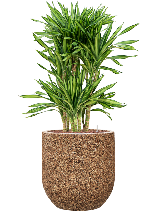 Dracaena fragrans 'Riki' en Baq Naturescast