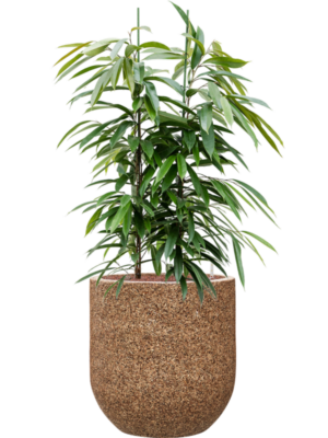Ficus binnendijkii 'Amstel King' en Baq Naturescast