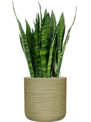Sansevieria zeylanica en Baq Dune