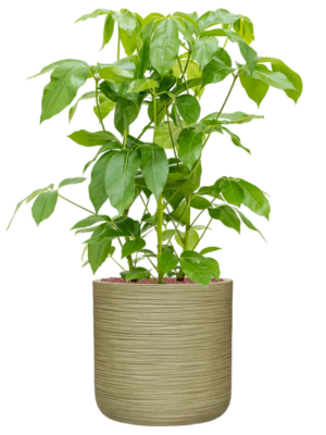 Schefflera actinophylla 'Amate' en Baq Dune