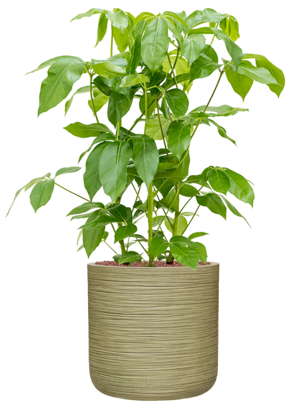 Schefflera actinophylla 'Amate' en Baq Dune