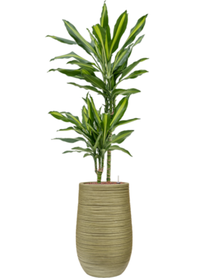 Dracaena fragrans 'Cintho' en Baq Dune