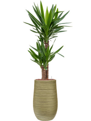 Yucca elephantipes en Baq Dune