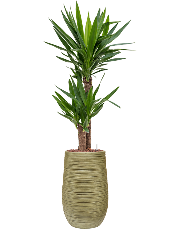 Yucca elephantipes en Baq Dune