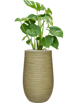 Monstera deliciosa en Baq Dune