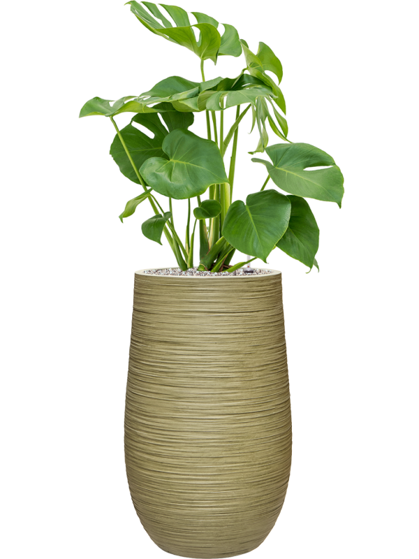 Monstera deliciosa en Baq Dune