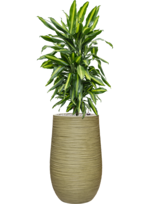 Dracaena fragrans 'Cintho' en Baq Dune