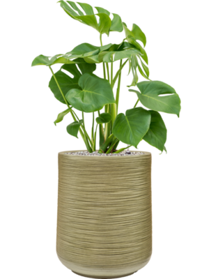 Monstera deliciosa en Baq Dune