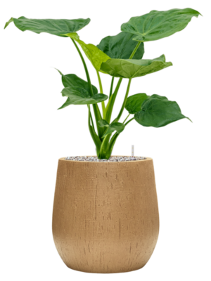 Alocasia cucullata en Baq Raindrop