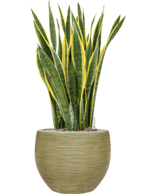 Sansevieria trifasciata 'Laurentii' en Baq Dune