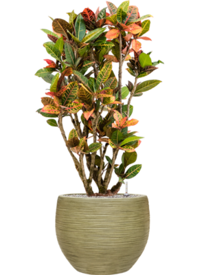 Croton (Codiaeum) variegatum 'Petra' en Baq Dune