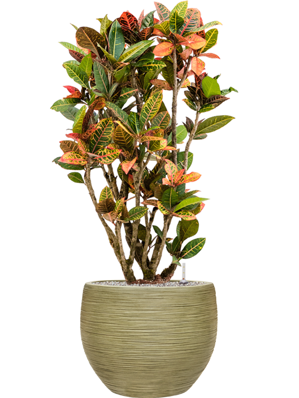 Croton (Codiaeum) variegatum 'Petra' en Baq Dune
