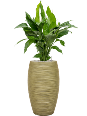 Spathiphyllum 'Sweet Lauretta' en Baq Dune