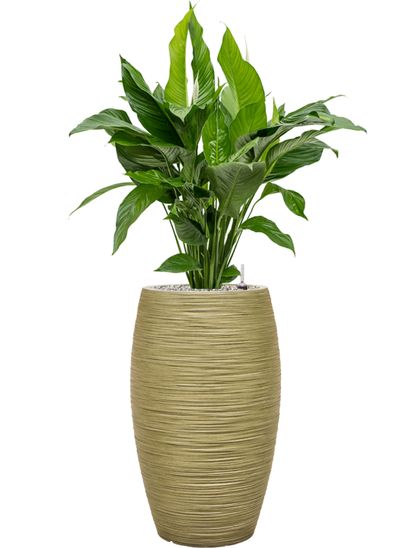Spathiphyllum 'Sweet Lauretta' en Baq Dune