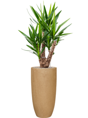 Yucca elephantipes en Baq Raindrop