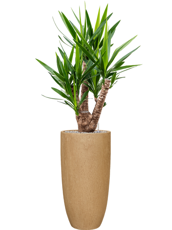 Yucca elephantipes en Baq Raindrop