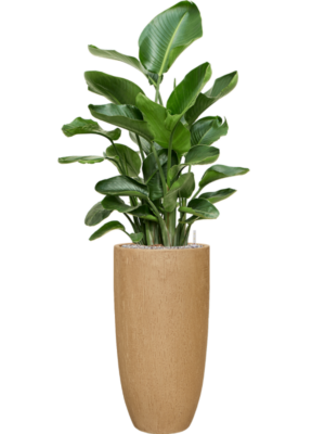 Strelitzia nicolai en Baq Raindrop