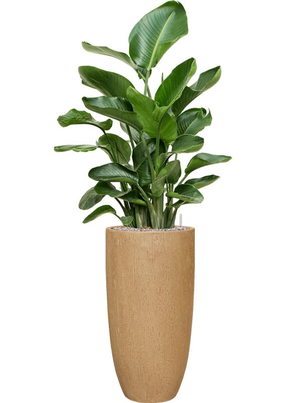 Strelitzia nicolai en Baq Raindrop