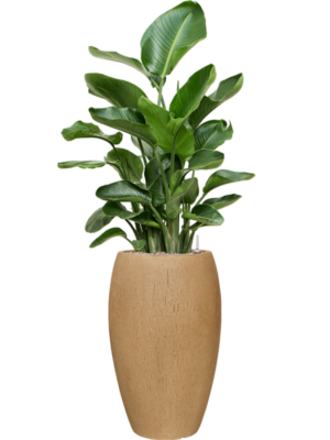 Strelitzia nicolai en Baq Raindrop