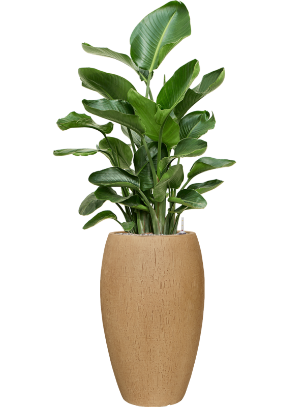 Strelitzia nicolai en Baq Raindrop