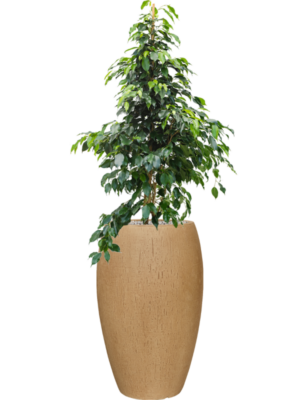 Ficus benjamina 'Danielle' en Baq Raindrop