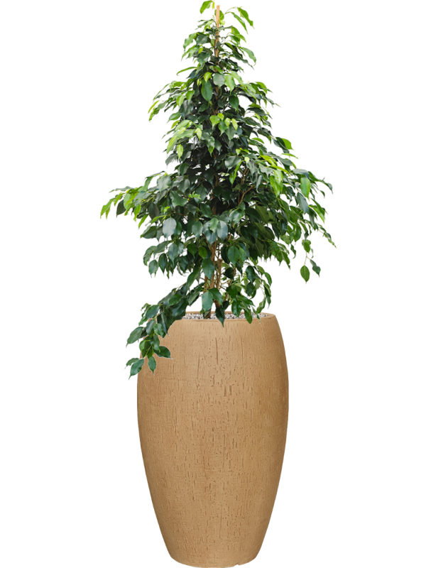 Ficus benjamina 'Danielle' en Baq Raindrop
