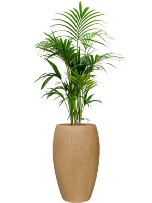 Kentia (Howea) forsteriana en Baq Raindrop
