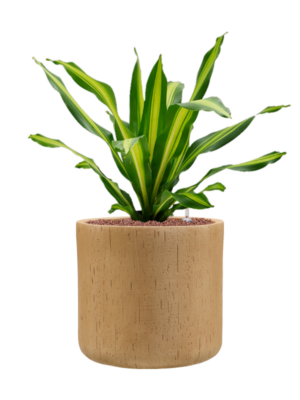 Dracaena fragrans 'Burley' en Baq Raindrop