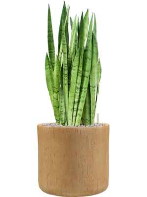Sansevieria trifasciata 'Silver Mist' en Baq Raindrop