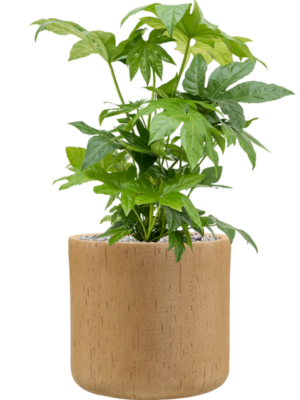 Fatsia japonica en Baq Raindrop