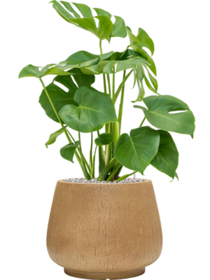 Monstera deliciosa en Baq Raindrop