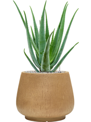 Aloe vera barbadensis en Baq Raindrop