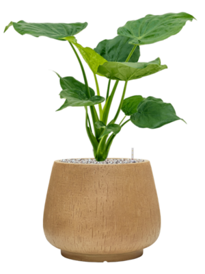 Alocasia cucullata en Baq Raindrop