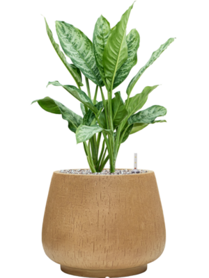 Aglaonema 'Chantal' en Baq Raindrop
