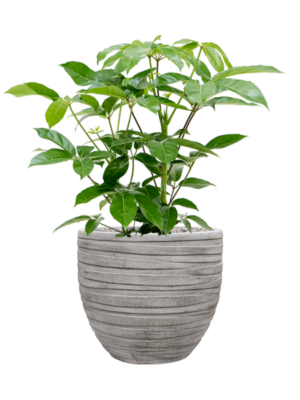 Schefflera actinophylla 'Amate' en Baq Tornado