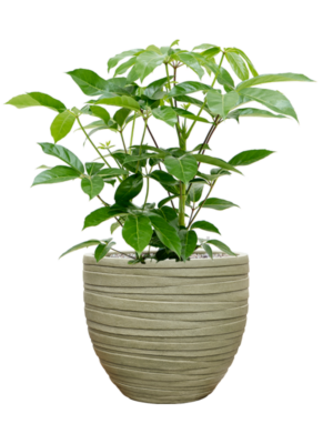 Schefflera actinophylla 'Amate' en Baq Tornado