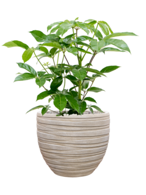 Schefflera actinophylla 'Amate' en Baq Tornado