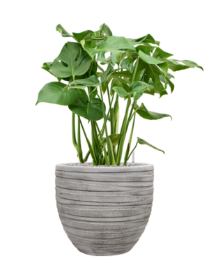 Monstera deliciosa en Baq Tornado