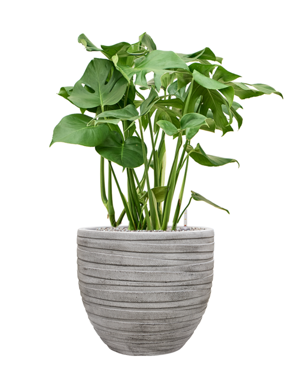 Monstera deliciosa en Baq Tornado