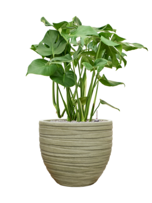 Monstera deliciosa en Baq Tornado