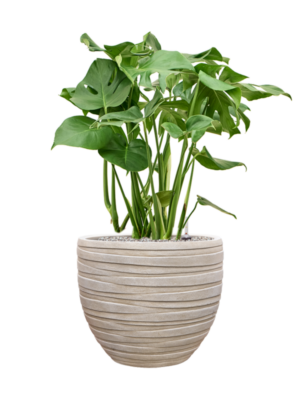 Monstera deliciosa en Baq Tornado