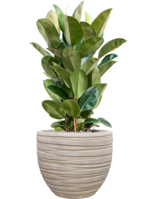 Ficus elastica 'Robusta' en Baq Tornado