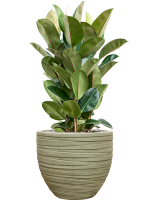 Ficus elastica 'Robusta' en Baq Tornado