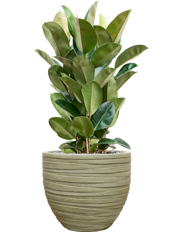Ficus elastica 'Robusta' en Baq Tornado