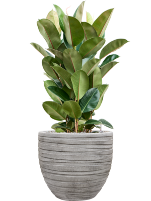 Ficus elastica 'Robusta' en Baq Tornado