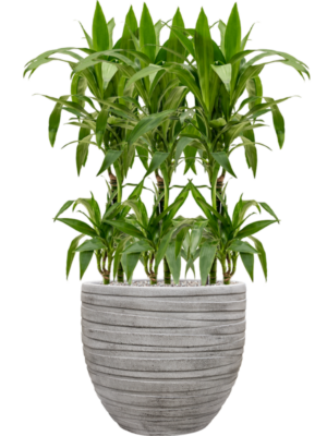 Dracaena fragrans 'Janet Craig' en Baq Tornado