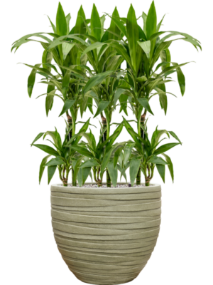 Dracaena fragrans 'Janet Craig' en Baq Tornado