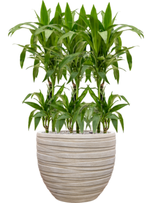 Dracaena fragrans 'Janet Craig' en Baq Tornado