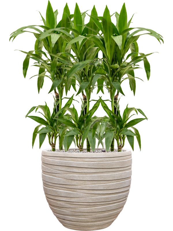 Dracaena fragrans 'Janet Craig' en Baq Tornado