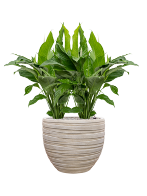 Spathiphyllum 'Sweet Lauretta' en Baq Tornado